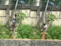 爬樹闖獅舍！巴西男被母獅猛撲拖走咬死 驚悚畫面曝