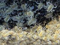 冬季生態奇觀！字紋弓蟹幼體逆流回溯 恆春港口溪邊宛如鋪上白色地毯