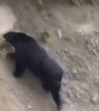 台灣黑熊出沒！南投南豐、翠華部落首次現蹤 鄰近茶園、露營區