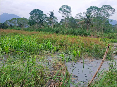 鳳林綜開段草皮、硬質玉米 納入救助