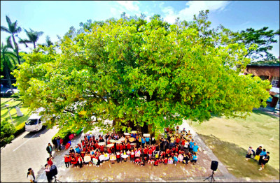 高雄阿蓮中路國小老榕 列管保護