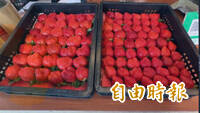 荷包失血！大湖草莓第一期果上市 自採每台斤上看800元創新高