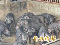 都是台中害的？台灣黑豬產業黯淡 屏東六堆豬崽恐「去了了」