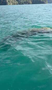 日月潭赫見水怪？巨大「長頸物」浮現 釣客驚呆急通報