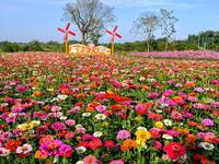 南投竹山燈會花海打頭陣 波斯菊、百日草盛開競豔