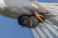 獵食者和獵物同看鏡頭  可憐的田鼠超無助