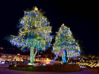 《TAIPEI TIMES》 Lishan lights Taiwan’s highest Christmas trees