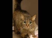 愛貓「失蹤443天」被奇蹟尋回 全網感動：最棒耶誕禮物！