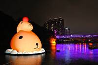 12/28最後見面機會！「呆在碧潭の水豚君」狂吸40萬人次親睹萌樣