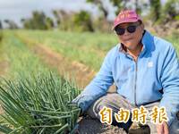 青蔥價格跳水 彰化芳苑農民開放自採「1斤10元」