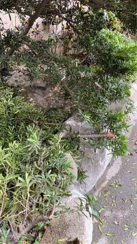 鋼筋掉落砸中慈祐宮花台 新莊文德段公辦都更案停工、重罰9萬