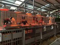 低溫來襲！ 新北動保處分享寵物保暖要領