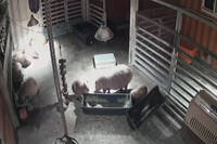 宜蘭深夜地震狂搖！水豚示範「台灣人反應」畫面曝光笑翻全網