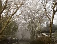 冷氣團發威 宜蘭太平山結霧淞成銀白世界