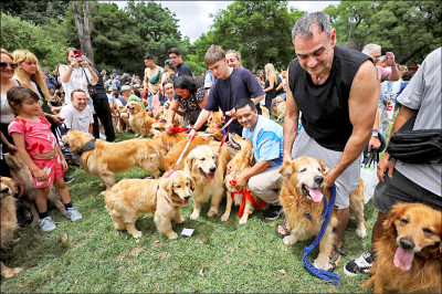 中英對照讀新聞》A symphony of woofs: This is what happens when 2,397 golden retrievers gather in an Argentina park 汪汪交響曲：當2397隻黃金獵犬聚集在阿根廷的一座公園時，就會發生這種景象
