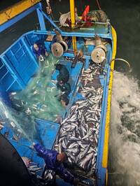 寒冬與巨浪搏命！彰化漁民再抓4000尾「烏金」單趟進帳200萬