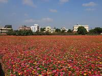 壯觀！彰化芬園8.5公頃百日草炸裂 五彩繽紛超夢幻