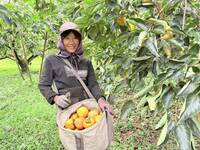 從夕陽產業到示範場域 番路農會翻轉柿子新生命