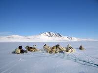 川普別小看！二戰曾立大功 丹麥精銳「雪橇汪汪隊」守護格陵蘭