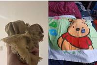 上脆徵「小被被」 成功幫「抹布習近平」找到接班被