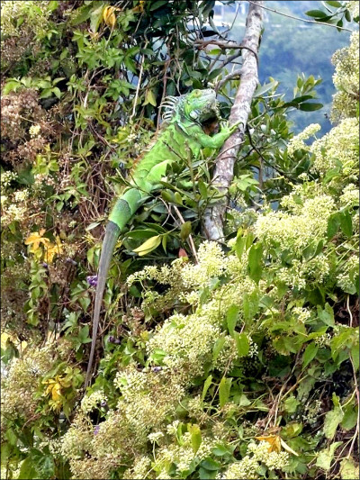 綠鬣蜥現蹤三灣 接連3尾