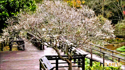 桃園角板山行館梅花季 1/17登場