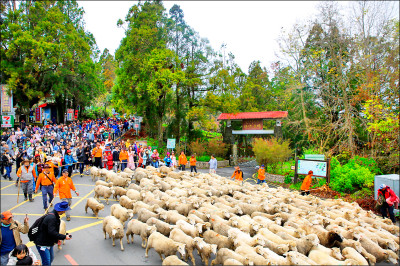 清境農場迎65週年 2/13奔羊節 115對綿羊開衝