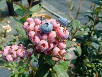 苗栗今年首批國產藍莓進入花期 3月可望甜蜜上市