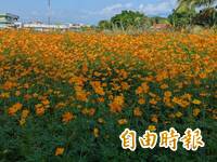 高雄「彩繪大地」54公頃花海  1月底綻放迎賓