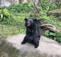畫面曝光！動物園黑熊秀「阿伯蹲」 萌樣萬人笑翻