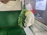 搭車驚見「厭世白蘿蔔」旅伴 逾1600萬日網笑翻︰求出周邊！