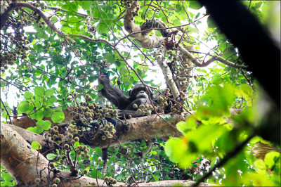 中英對照讀新聞》Chimps ingest alcohol daily: study研究顯示：黑猩猩每日攝取酒精