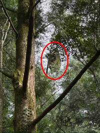 賞櫻注意！宜縣燈篙林道傳虎頭蜂、土蜂築巢與攻擊