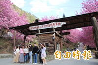 司馬庫斯櫻花季賞花通行證 19日上午9點起開放申請