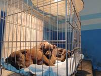 低溫來襲毛孩皮皮挫！ 苗栗動保所教你守護犬貓過冬