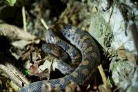 台東大學學生夜探林道 驚見二級保育動物「瑪家山龜殼花」