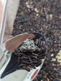 愛買桃園店遭爆料 賣過期5年發霉黑米