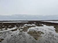 三接工程淤泥致藻礁死亡 桃園環局批中油未落實「生態避讓」環評承諾