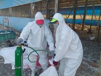 屏東今年首起蛋中雞禽流感 高樹養雞場撲殺8640隻