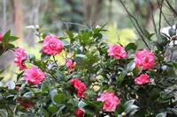 台北茶花展  山仔后花卉試驗中心登場