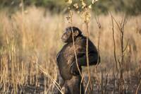 猩球崛起真實版！母黑猩猩「削尖木棍」當長矛 刺殺睡夢中獵物
