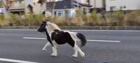 日本馬路驚見「神馬」！ 原來是從神奈川八幡宮離家出走