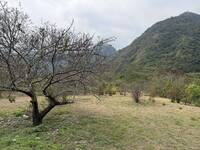 台東賞梅幾乎變「賞沒」 梅農曝颱風搞破壞：花期不會更好