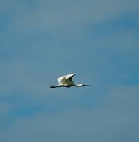 黑面琵鷺中毒獲救 嘉義縣救傷治療完成野放