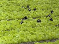 全台「土豆鳥」大點名！ 七縣市同步普查破萬隻 雲林包辦近9成