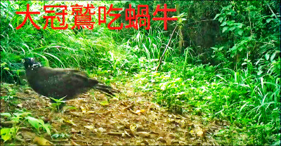 通霄鎮通灣里 大冠鷲吃蝸牛入鏡