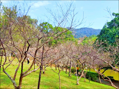 角板山行館園區 300棵梅花陸續綻放