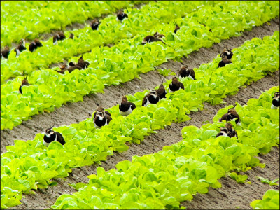 「土豆鳥」普查14652隻 雲林占近9成