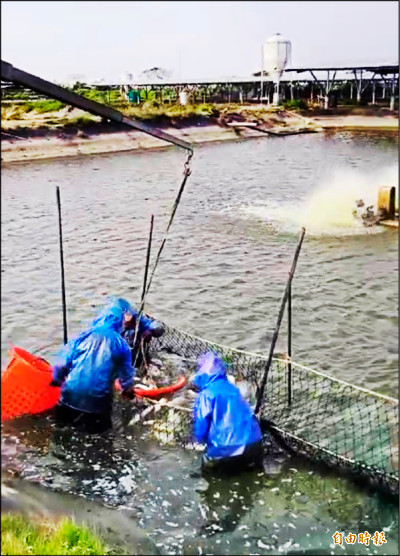 台灣鯛滯銷 業者籲政府收購凍儲