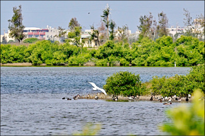 布袋鹽田濕地黑琵中毒 救援野放